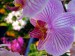 phalaenopsisfialová.jpg